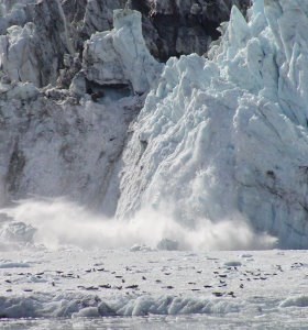 Harbor seals on the ice near Johns Hopkins Glacier