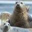 harbor seals