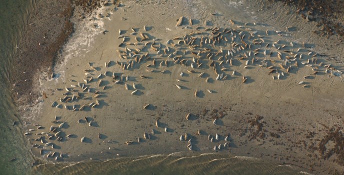 Harbor seals ashore at Spider Reef the largest terrestrial site for seals in the Beardslee Islands in Glacier Bay National Park. Harbor seals ashore at Spider Reef the largest terrestrial site for seals in the Beardslee Islands in Glacier Bay National Park.