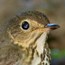 Swainson's thrush