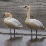 Two trumpeter swans