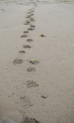 bear tracks