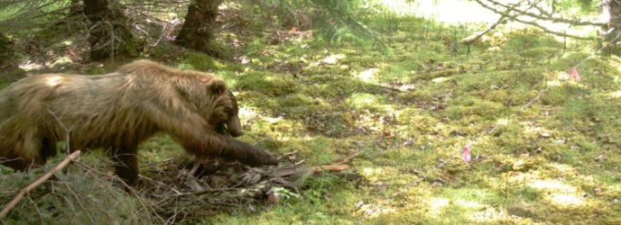 brown bear near Gustavus, Alaska brown bear near Gustavus, Alaska