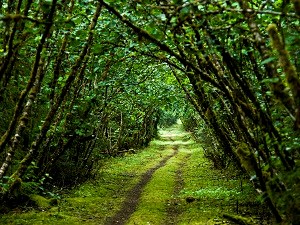 a trail surrounded by alder plants