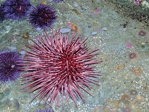a large pink sea urchin underwater