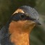 Varied Thrush