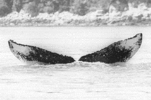 Whale 68: Discovery - Glacier Bay National Park & Preserve (U.S ...