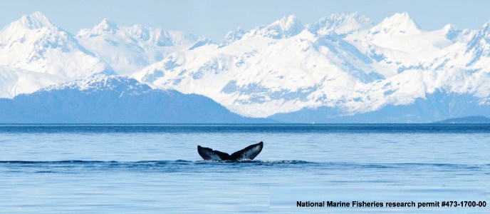 whale and mountains