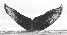 Humpback whale fluke photo