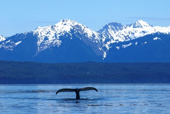 Humpback in Glacier Bay