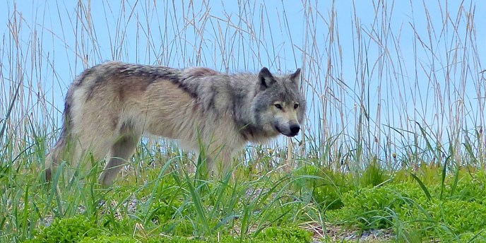 Wolf in Glacier Bay