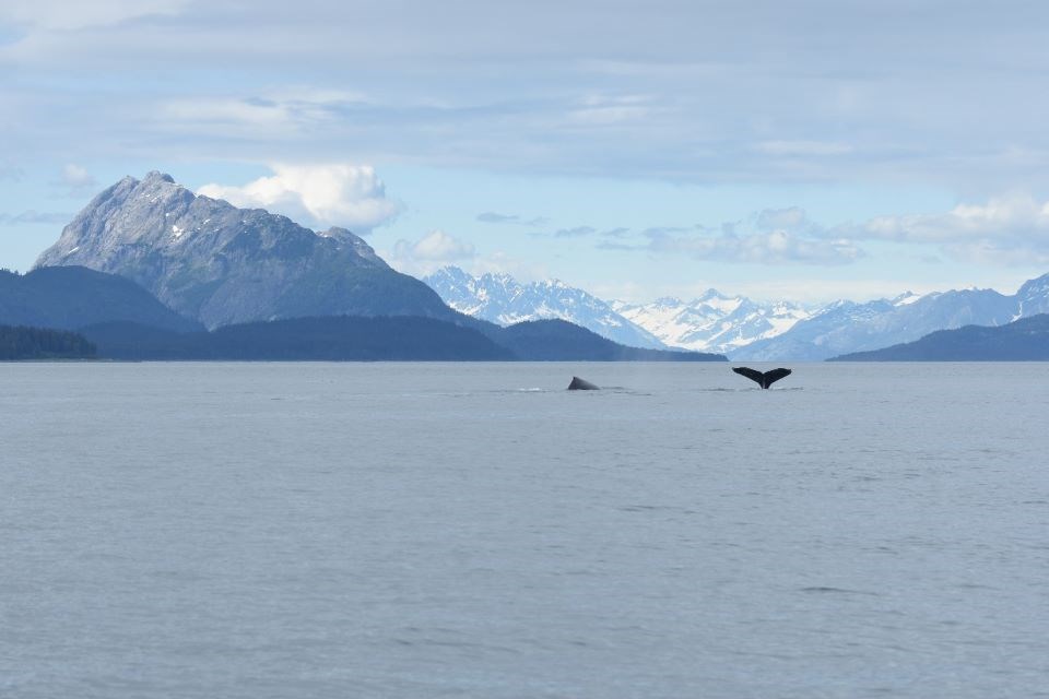Two whales in the waters of Glacier Bay