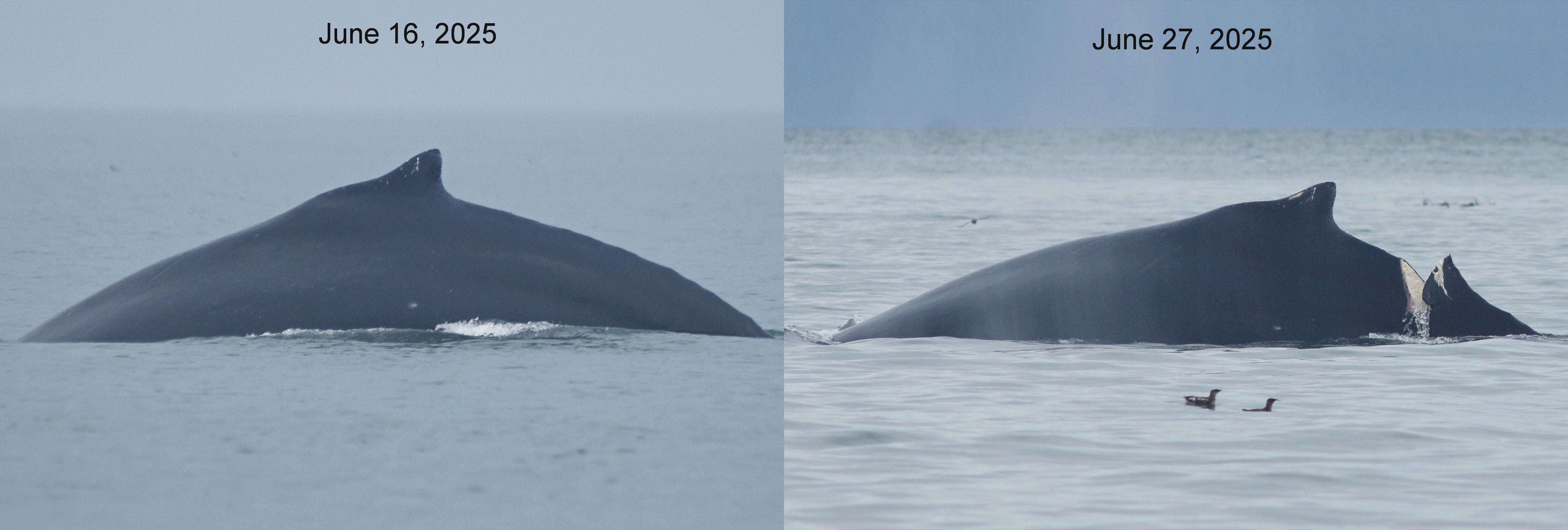 Two photos of a humpback whale, only the whale's arching back and small dorsal fin arch out of the water. The leftmost photo shows a healthy whale, marked June 16, 2025, and the rightmost image shows the same whale with a large gouge in its back, June 27.