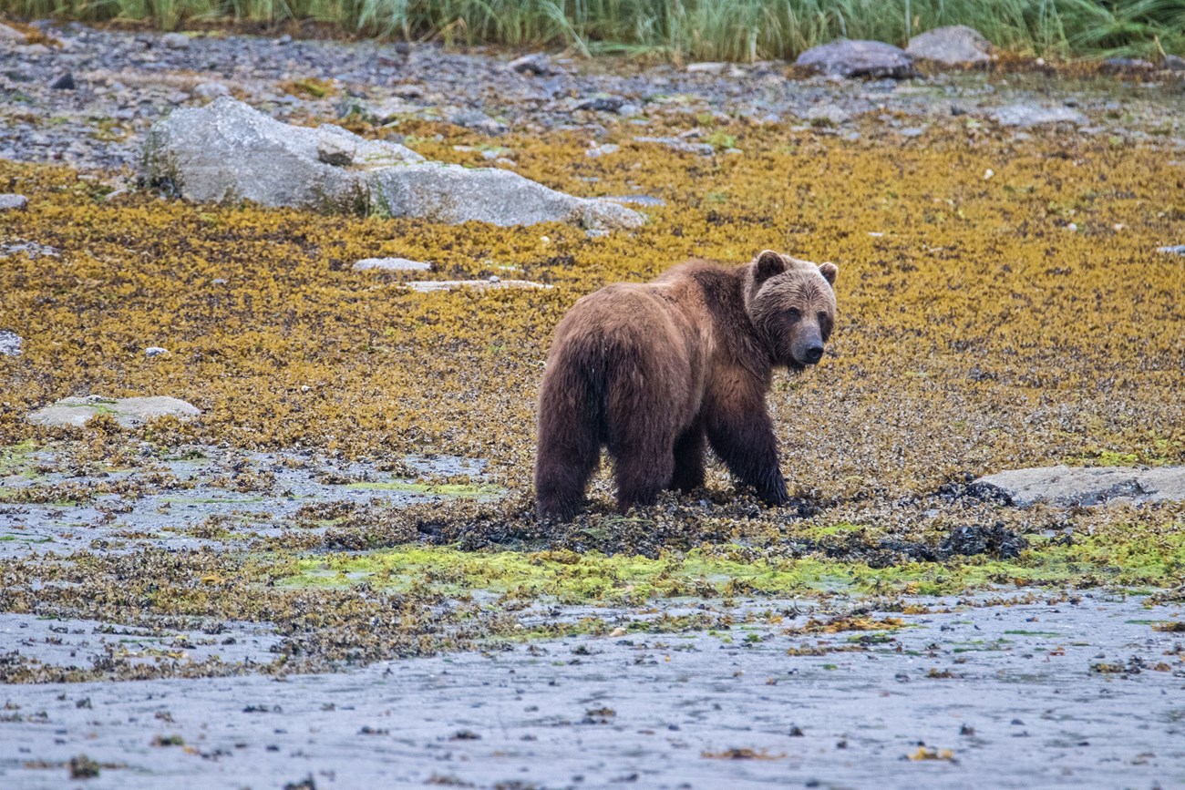 Brown bear in intertidal zone