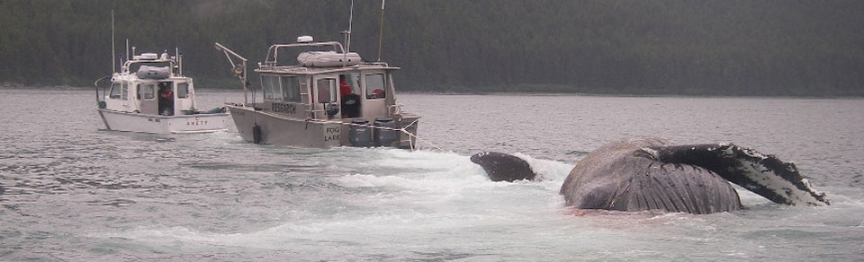 Dead Humpback Whale being towed to shore