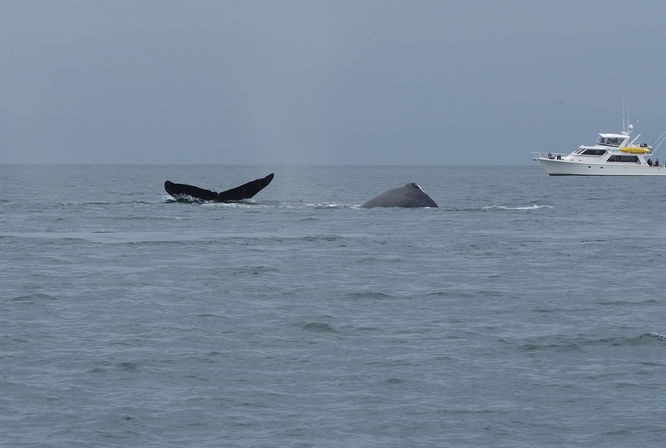 Two humbacks near a boat Two humpback whales in the water near a boat. One humpback is diving and showing its tail while the other is arching its back