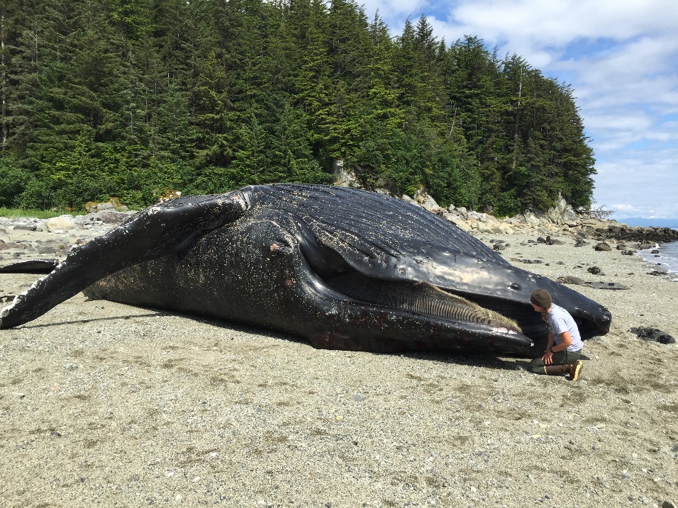 A dead humpback whale was towed to shore in Glacier Bay National Park to determine the cause of death. NPS photo by Craig Murdoch, taken under authority of NOAA Marine Mammal Health and Stranding permit # 18786.