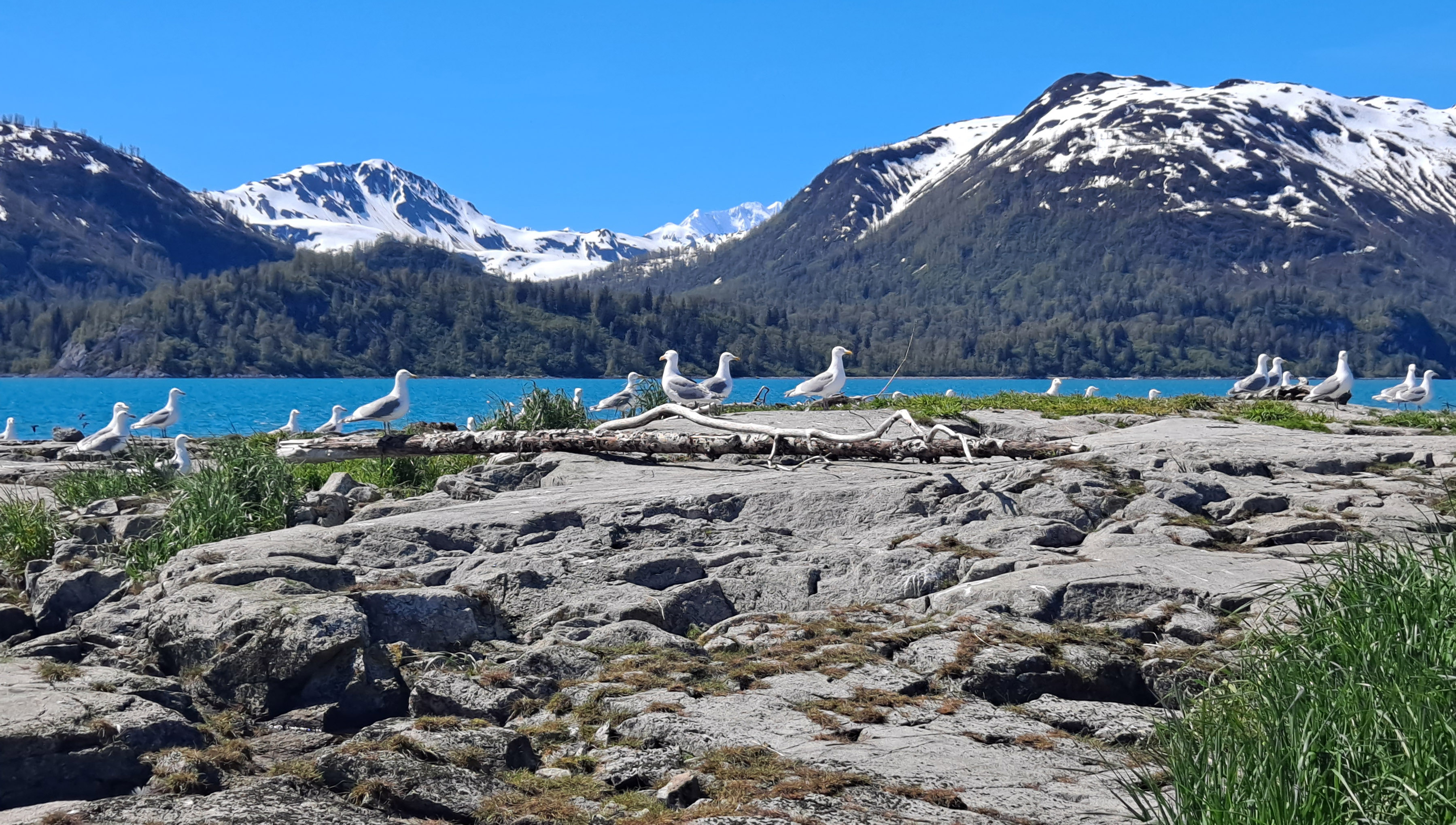 Glaucous winged gulls on a rocky outcropping of an island with sparse vegetation. Blue water and snowy mountains form the backdrop.