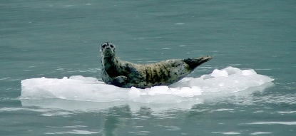 harbor seal on ice