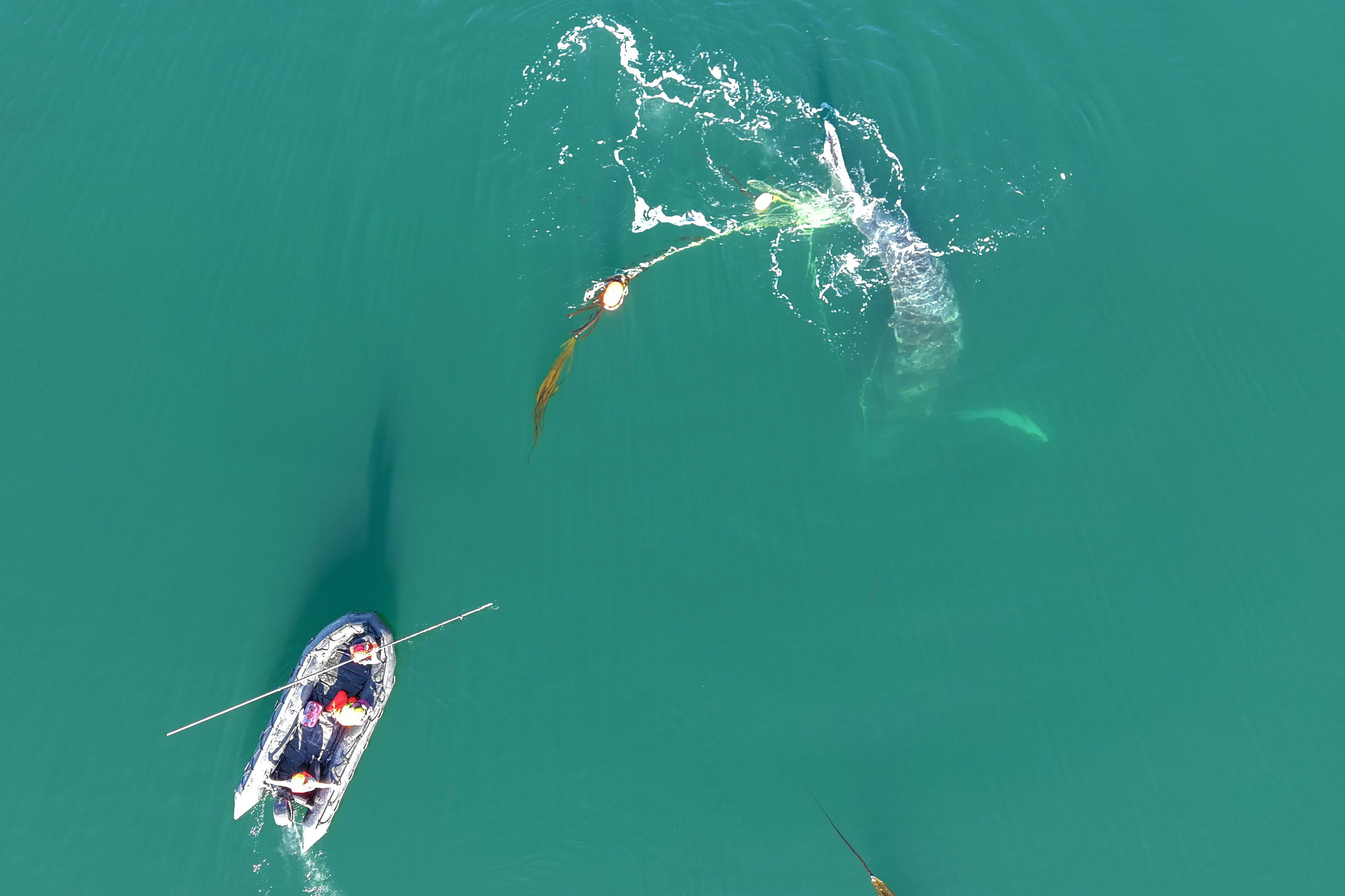 NOAA MMHSRP Permit No. 24359 Top down view of whale entangled in gear with boat approaching it to help free the whale.