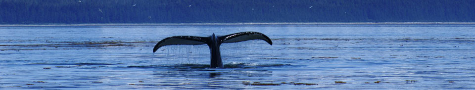 humpback in Glacier Bay