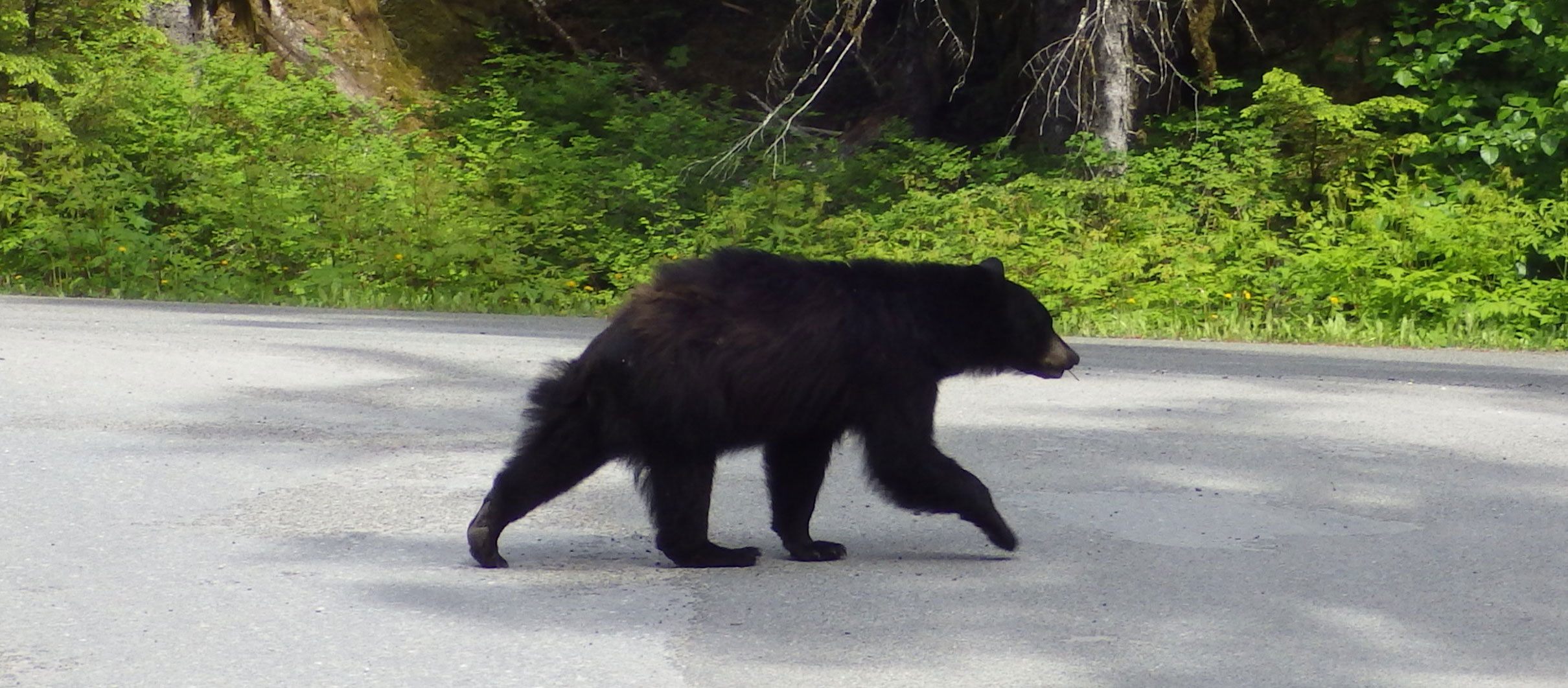 bear in bartlett cove