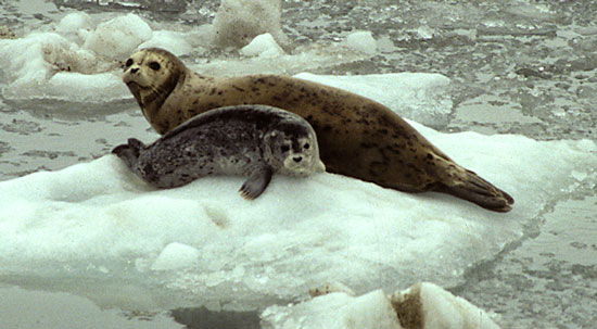 Harbor Seals on ice