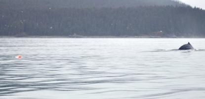 humpback whale entangled in buoy and line