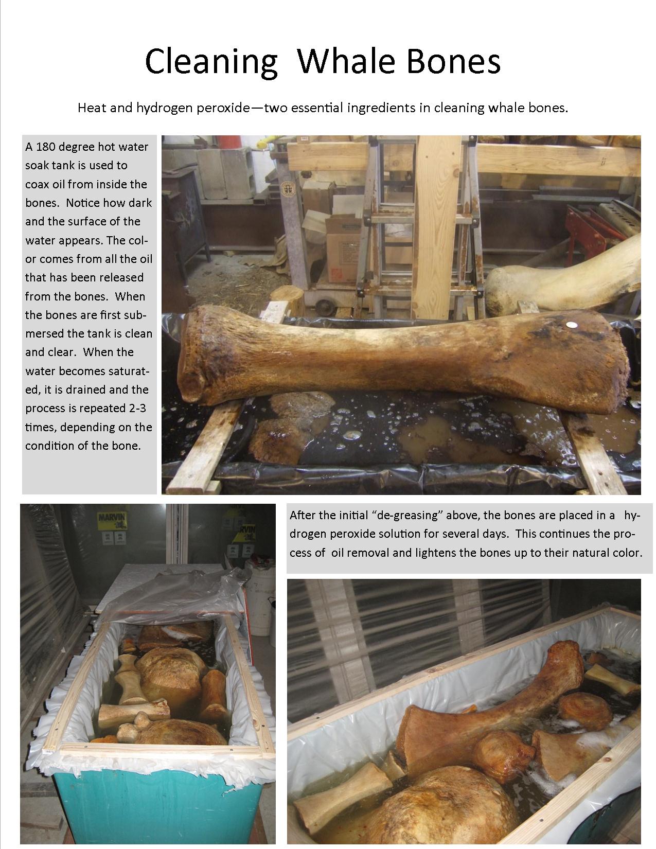 Blue whale bones nearing final stages of cleaning; OSU plans to assemble  them for display