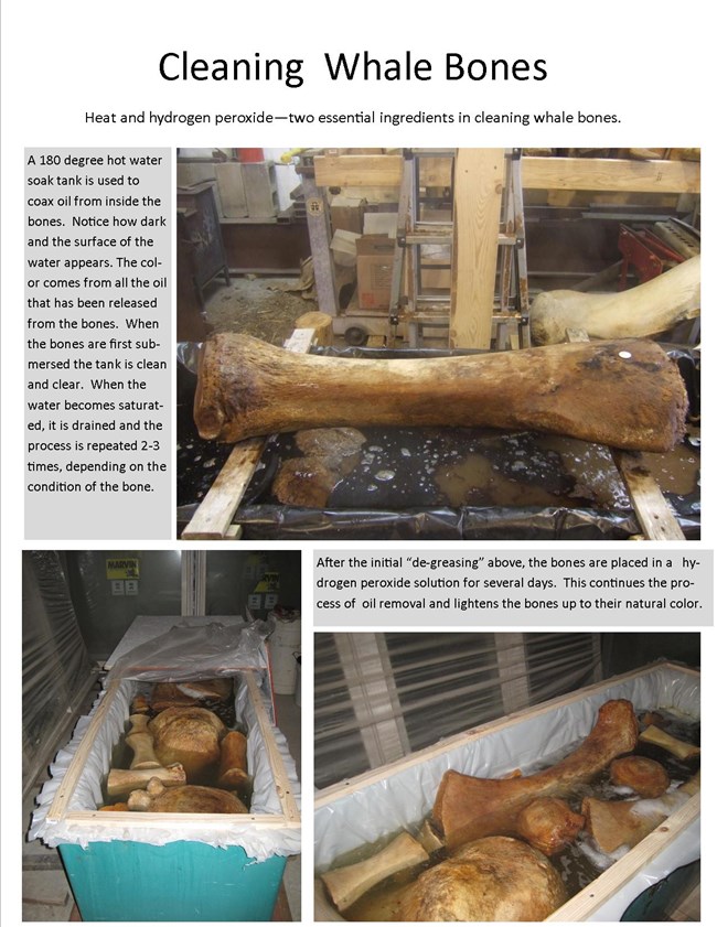 Photo collage showing large brown-colored whale bones