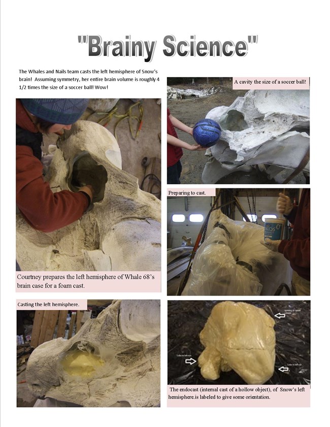 Photo collage showing casting on whale 68's skull. A soccer ball is held next to she skull cavity, which the ball could easily fit inside.