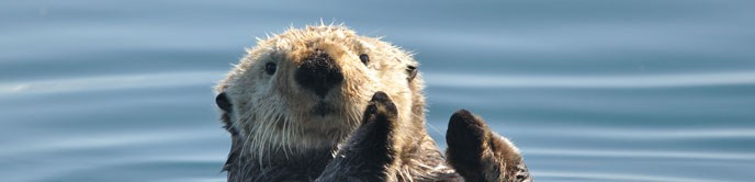 Sea otter