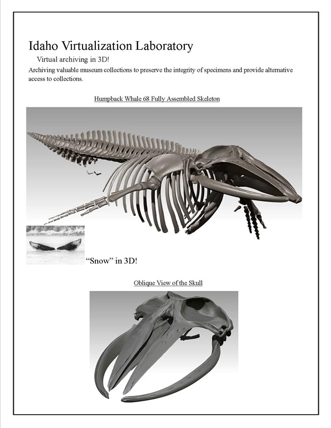 2 photos of 3d models recreating whale 68's skeleton