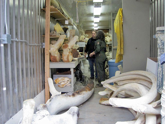 Whale bones are stored in a storage unit. A park ranger dressed in green shows Dan DenDanto the whale skeleton parts.
