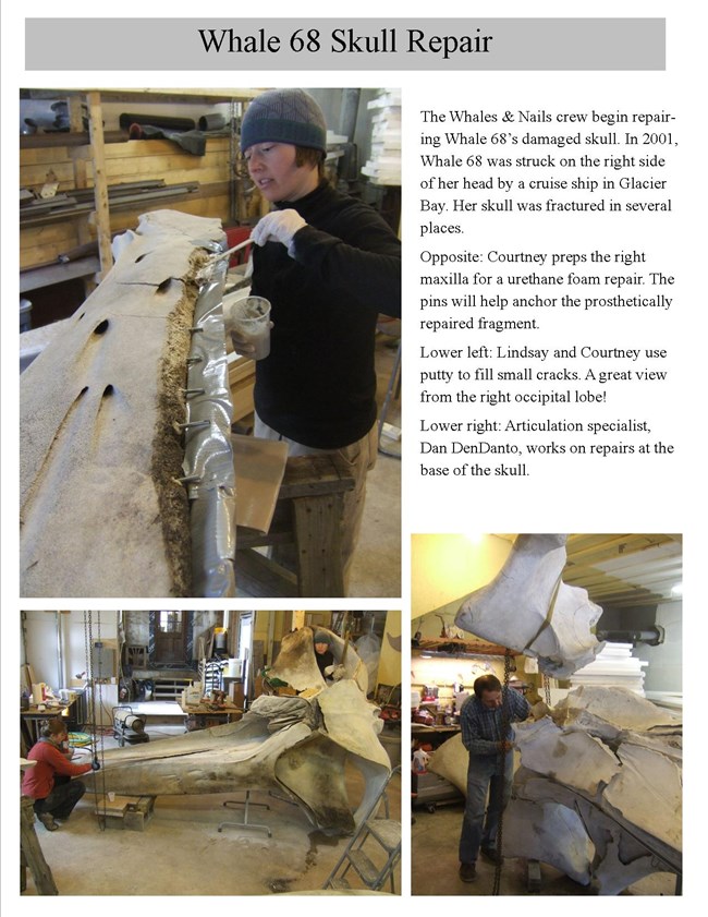 Photo collage showing whales & nails crew repairing the 14ft whale skull with urethane foam and putty.