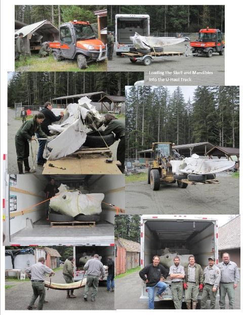 A collage of images showing park staff loading large whale bones, some 3-5ft long, into a trailer.
