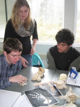 two students study a killer whale's flipper bones, they are laid out on a working table as an instructor looks over them.