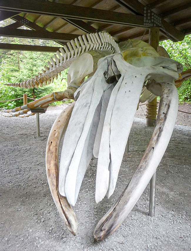 Killer Whale Skeleton Diagram