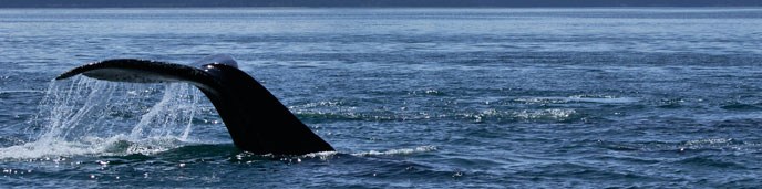 whale tail in Glacier Bay