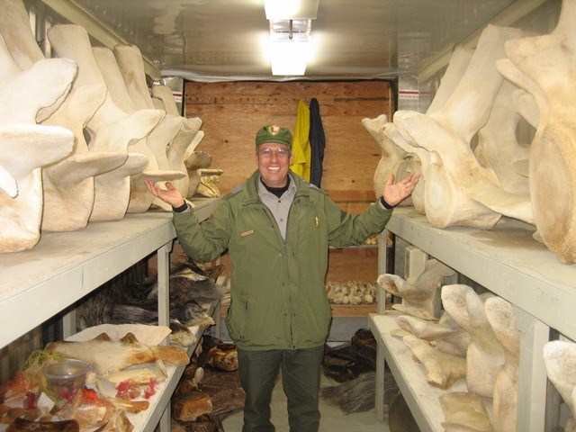 Ranger Steve, dressed in green uniform, smiles and holds his hands to his left and right, where whale bones sit on shelves. The pale-tan bones are 2-3 ft each in size.