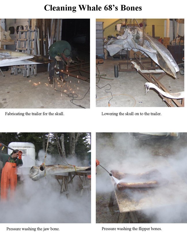 Photo collage shows a welder building a trailer to hold the whale skeleton, sparks flying. Other photos in the collage show the bones being pressure washed.