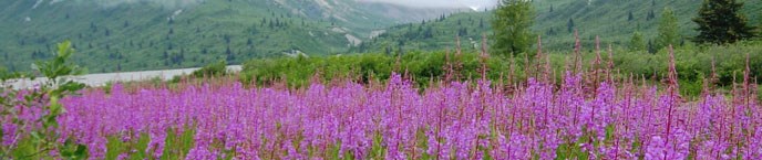 fireweed