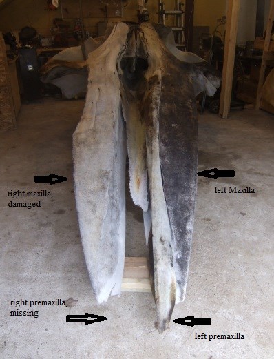 Image shows a whale skull in storage. Graphics note the left and right maxilla and premaxilla, showing that the right maxilla and premaxilla are damaged.