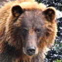 brown bear