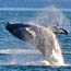 Humpback Whales in Glacier Bay