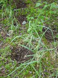 Bear 'mark trail' in rye grass