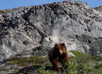 bear investigating a campsite