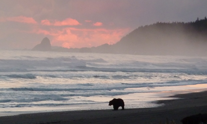 brown bear on coast
