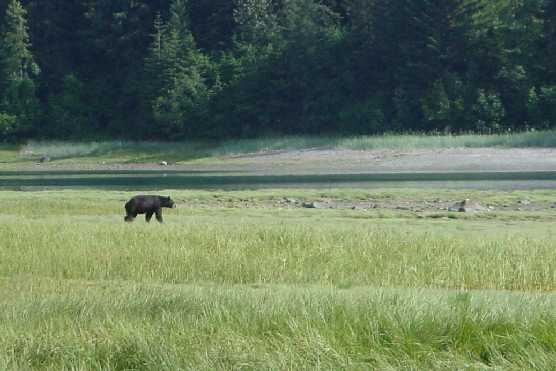Bear walking along shoreline