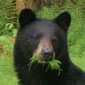 bear head